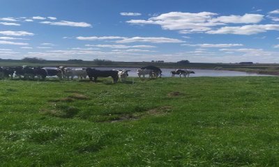 VENDO CAMPO 150 HECTÁREAS EN LA CIUDAD DE FLORIDA