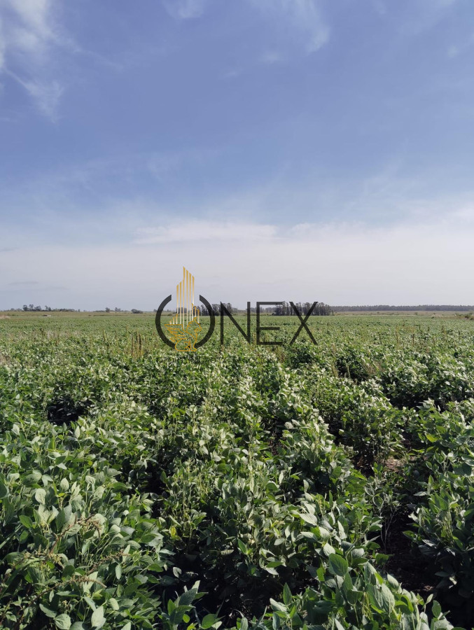 Campo Ref.2937 - VENTA DE CAMPO EN SAUCE, CANELONES 