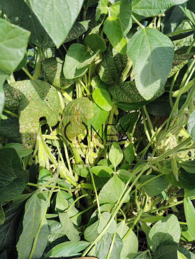 Campo Ref.2937 - VENTA DE CAMPO EN SAUCE, CANELONES 