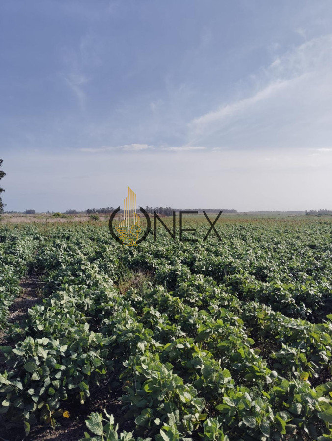 Campo Ref.2937 - VENTA DE CAMPO EN SAUCE, CANELONES 