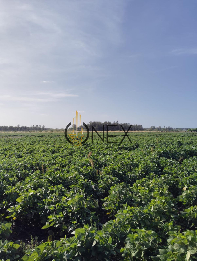 Campo Ref.2937 - VENTA DE CAMPO EN SAUCE, CANELONES 