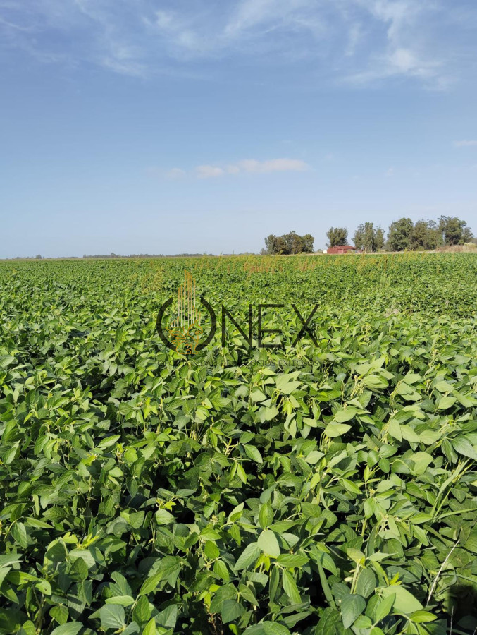 Campo Ref.2937 - VENTA DE CAMPO EN SAUCE, CANELONES 