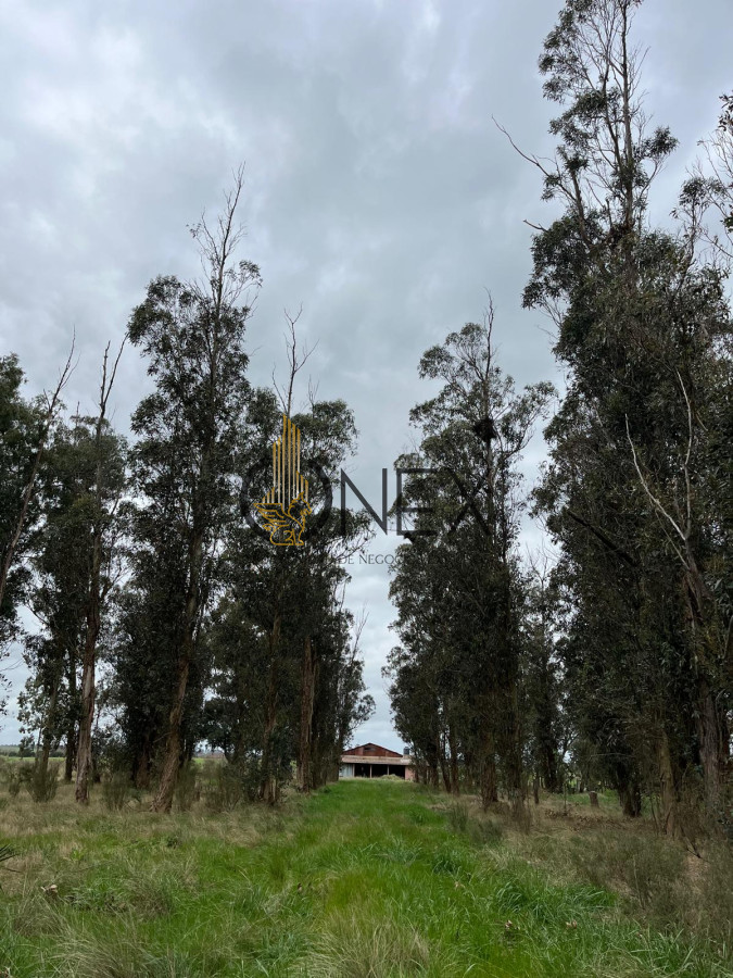 Campo Ref.2937 - VENTA DE CAMPO EN SAUCE, CANELONES 