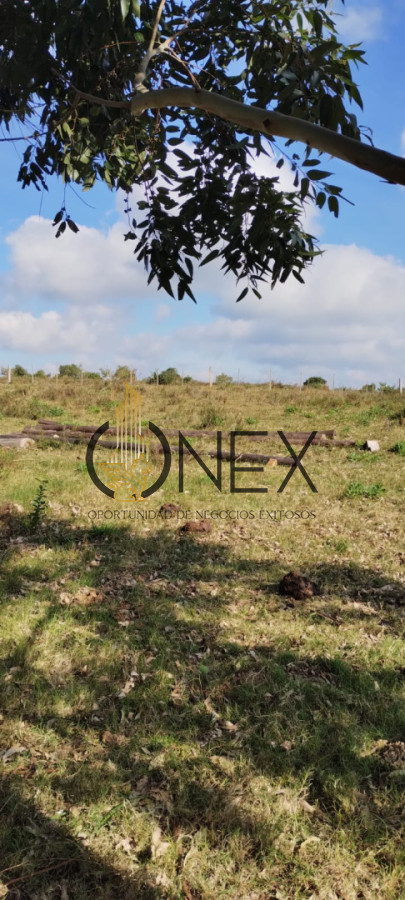 Campo Ref.3606 - Espectacular chacra 