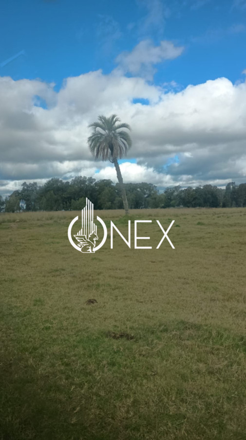 Campo Ref.4620 - Se vende en Corral de Palma 