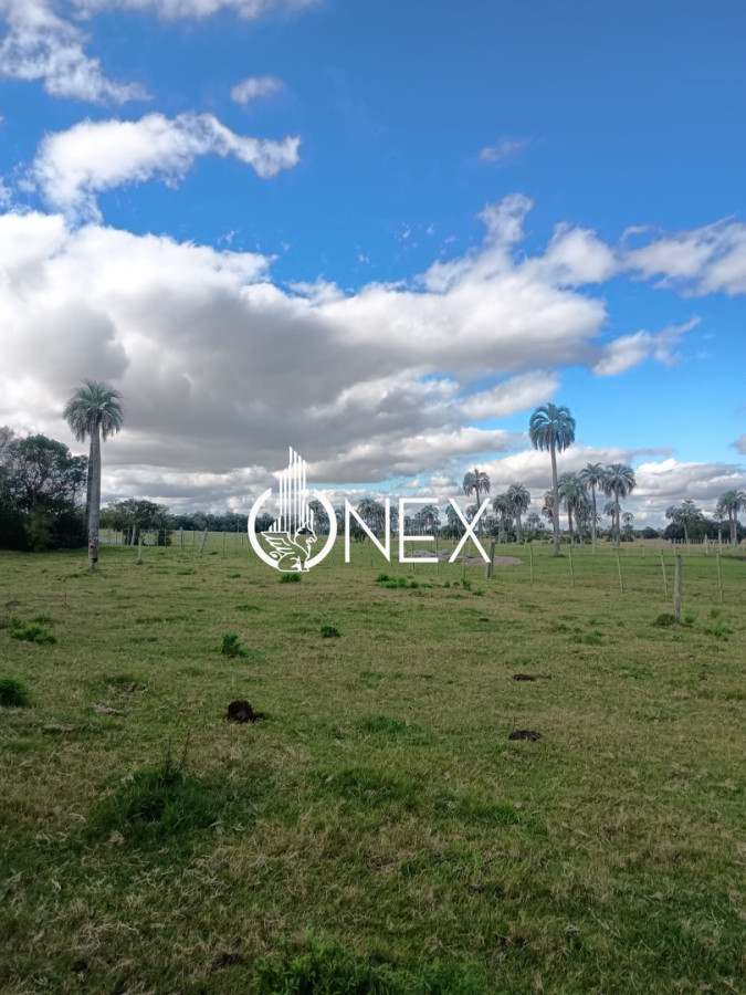 Campo Ref.4620 - Se vende en Corral de Palma 