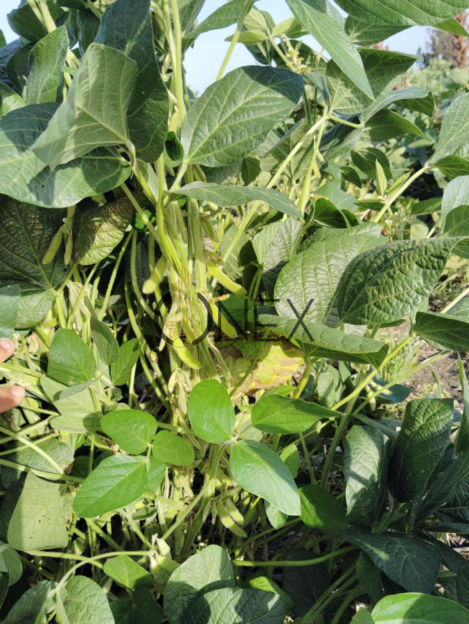 Campo Ref.2937 - VENTA DE CAMPO EN SAUCE, CANELONES 