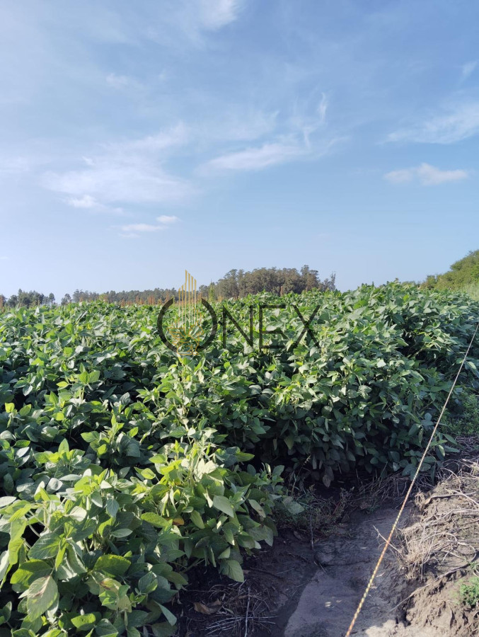 Campo Ref.1469 - CAMPO EN SAUCE, CANELONES. MUY BUEN ACCESO