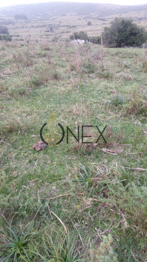 Campo Ref.3106 - Venta de Campo 600Ha en Carape con casas
