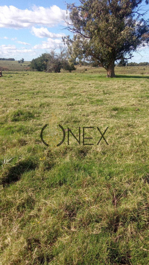 Campo Ref.2341 - Venta campo 29 hectareas a 4 km de San Carlos