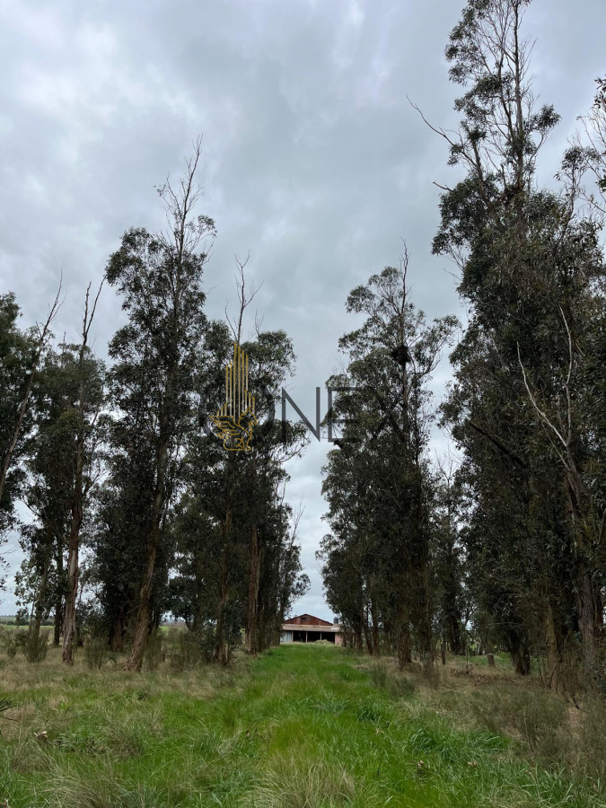 Campo Ref.1469 - CAMPO EN SAUCE, CANELONES. MUY BUEN ACCESO