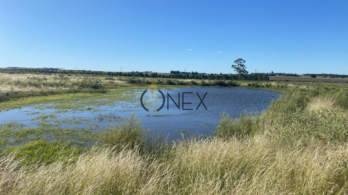 Campo Ref.1543 - Campo en venta de 41 ha en Empalme Olmos 