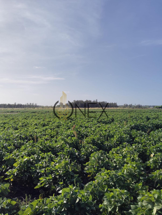 Campo Ref.1469 - CAMPO EN SAUCE, CANELONES. MUY BUEN ACCESO