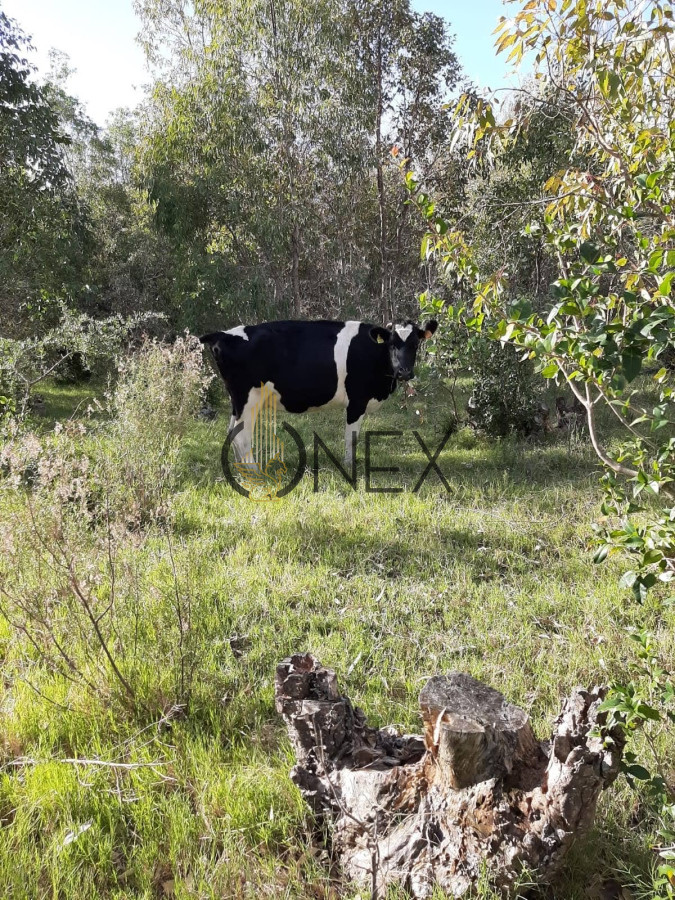 Campo Ref.1652 - 8 HECTAREAS EN VENTA CIUDAD DE GUICHON PAYSANDU