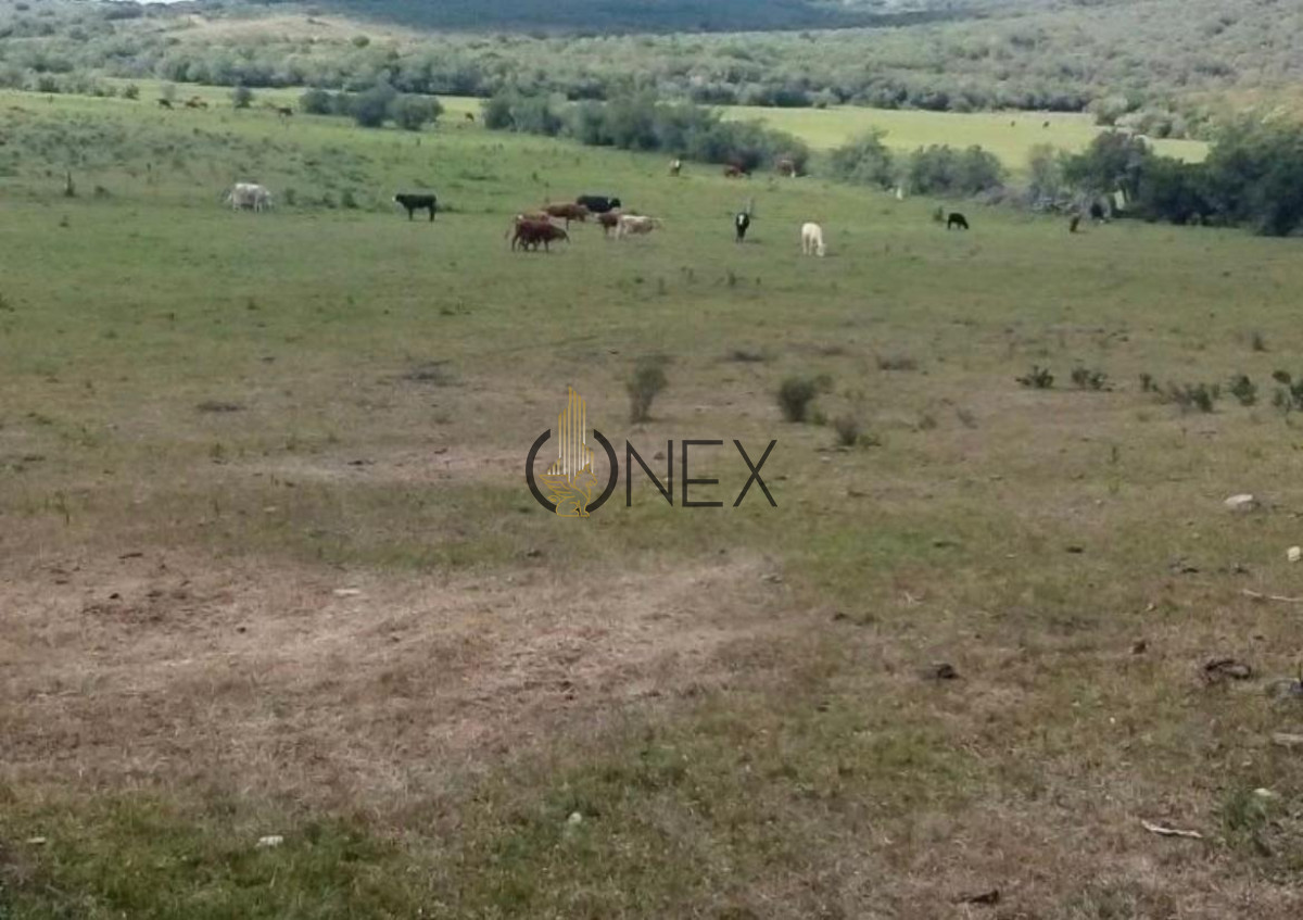 Campo Ref.1116 - Se vende campo en Maldonado 35has