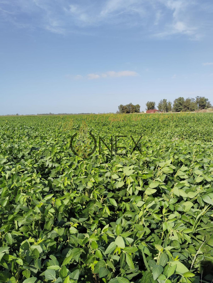 Campo Ref.1469 - CAMPO EN SAUCE, CANELONES. MUY BUEN ACCESO