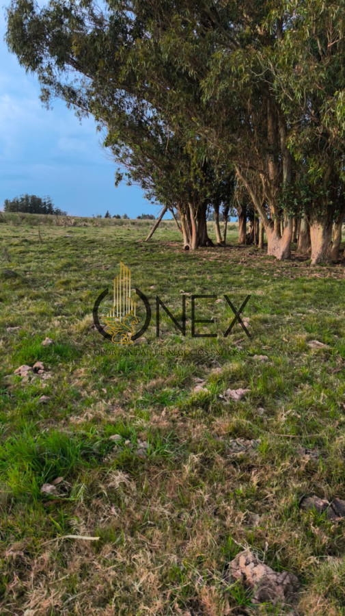 Campo Ref.3822 - Venta Campo 13 Ha en Cañada Bellaca