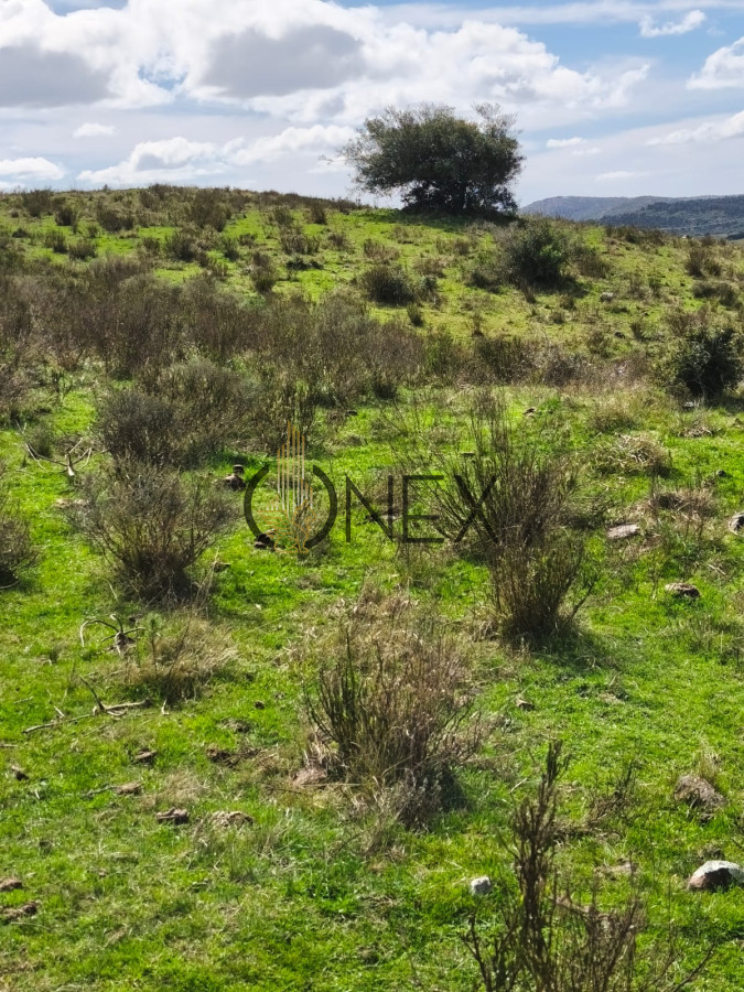 Campo Ref.3087 - Venta de Campo de 150Ha en Lavalleja