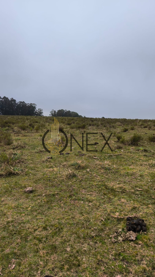 Campo Ref.2734 - Venta de campo de 22 Ha en Zanja de Chavez