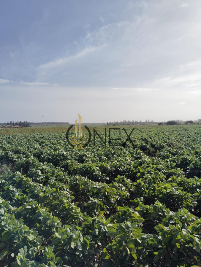 Campo Ref.1469 - CAMPO EN SAUCE, CANELONES. MUY BUEN ACCESO