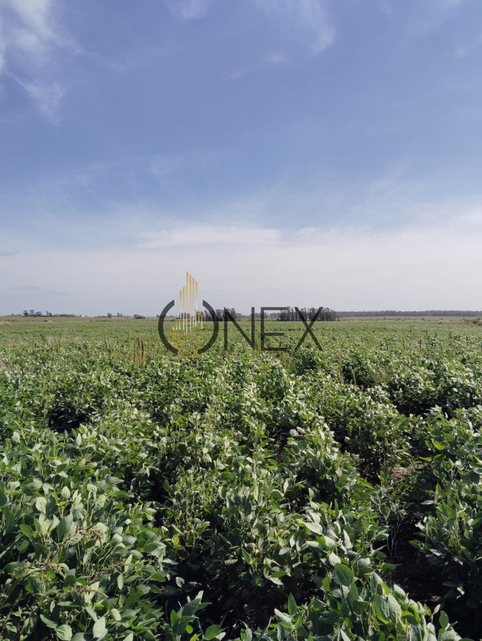 Campo Ref.1469 - CAMPO EN SAUCE, CANELONES. MUY BUEN ACCESO