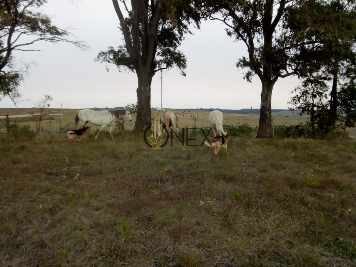 Campo Ref.1652 - 8 HECTAREAS EN VENTA CIUDAD DE GUICHON PAYSANDU