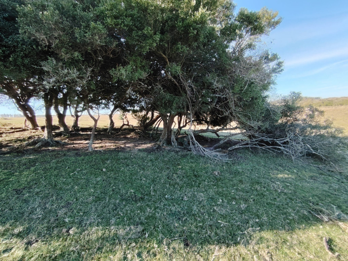 Imagen de Venta de campo de 20 Ha. en Paso del Tigre. Ruta 9