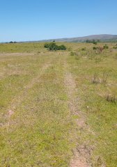 Venta Campo de 33 Ha en Lavalleja