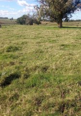 Venta campo 29 hectareas a 4 km de San Carlos