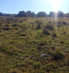 Venta de campo de 22 Ha en Zanja de Chavez