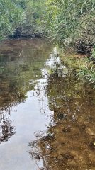 Venta de Campo Rocha 130 Ha