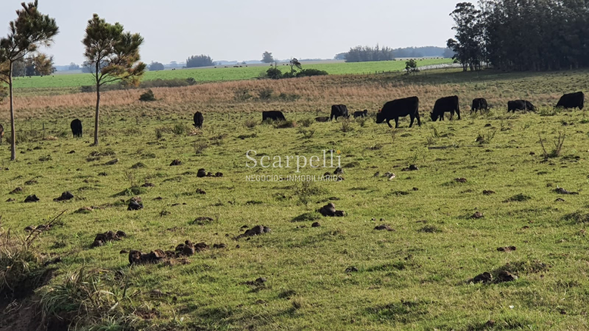 Chacra ID.20748 - Rocha: 25 hás muy cerca de Ruta 10 y Ruta 9 con Casco Sencillo muy bien presentado