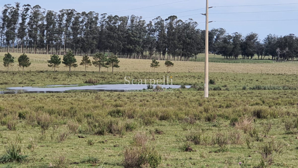 Chacra ID.20748 - Rocha: 25 hás muy cerca de Ruta 10 y Ruta 9 con Casco Sencillo muy bien presentado