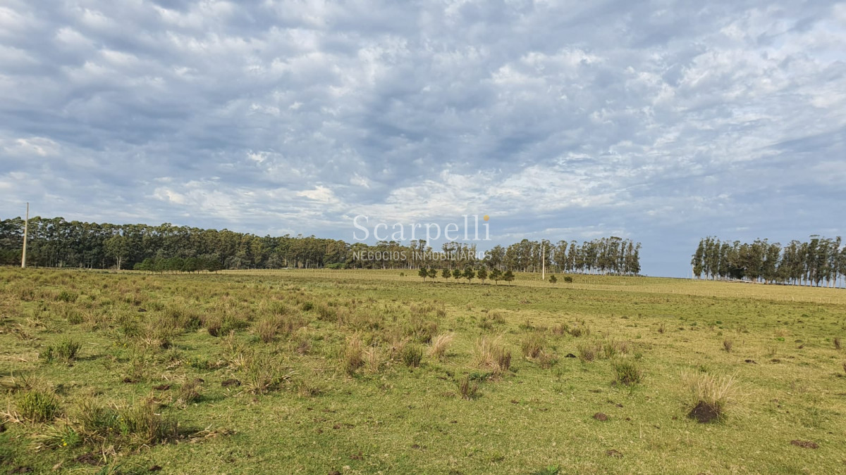 Chacra ID.20748 - Rocha: 25 hás muy cerca de Ruta 10 y Ruta 9 con Casco Sencillo muy bien presentado