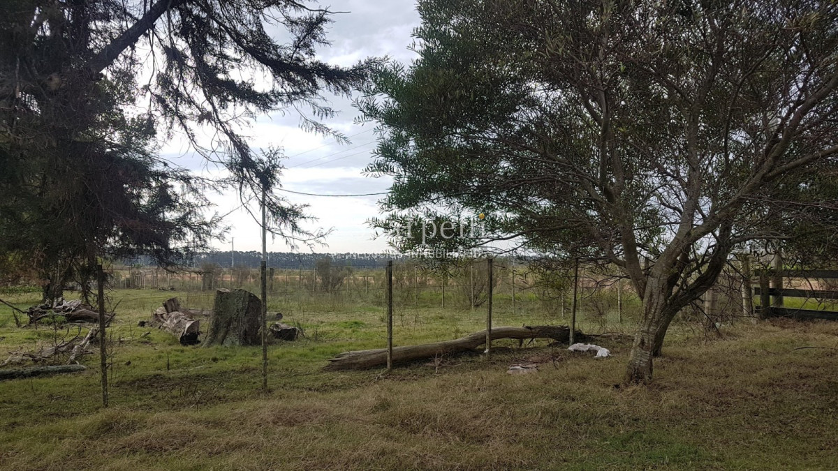 Chacra ID.20748 - Rocha: 25 hás muy cerca de Ruta 10 y Ruta 9 con Casco Sencillo muy bien presentado