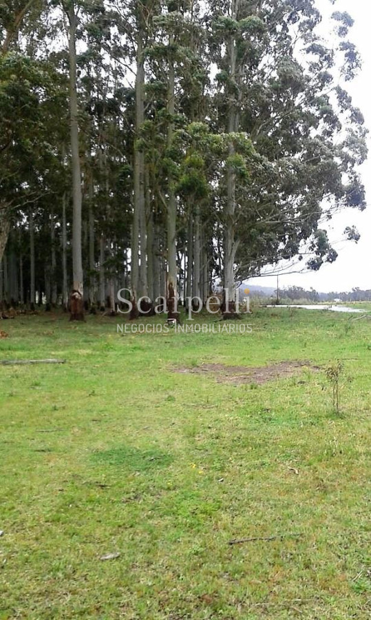 Chacra ID.34366 - VENTA CHACRA MALDONADO  RUTA 12 LAGUNA DEL SAUCE