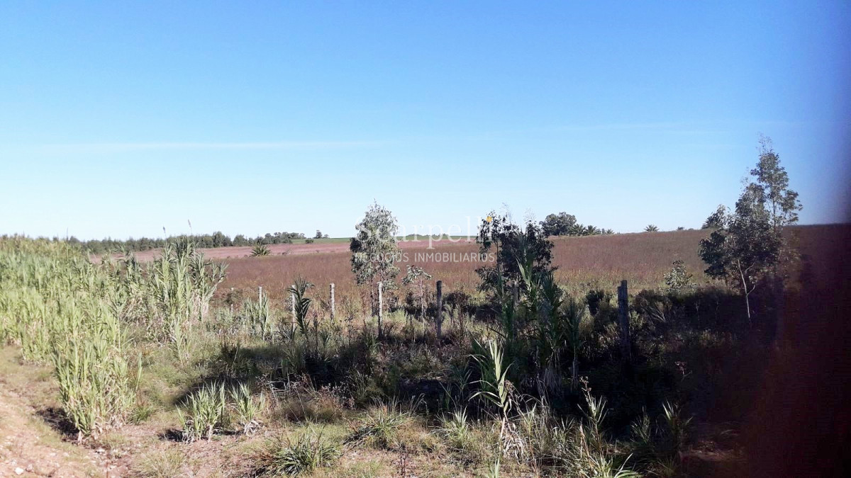 Chacra ID.5906 - Chacras en Brisas del Plata y Santa Regina km 113 Ruta 1 a  65 kms. de Colonia de Sacramento.-