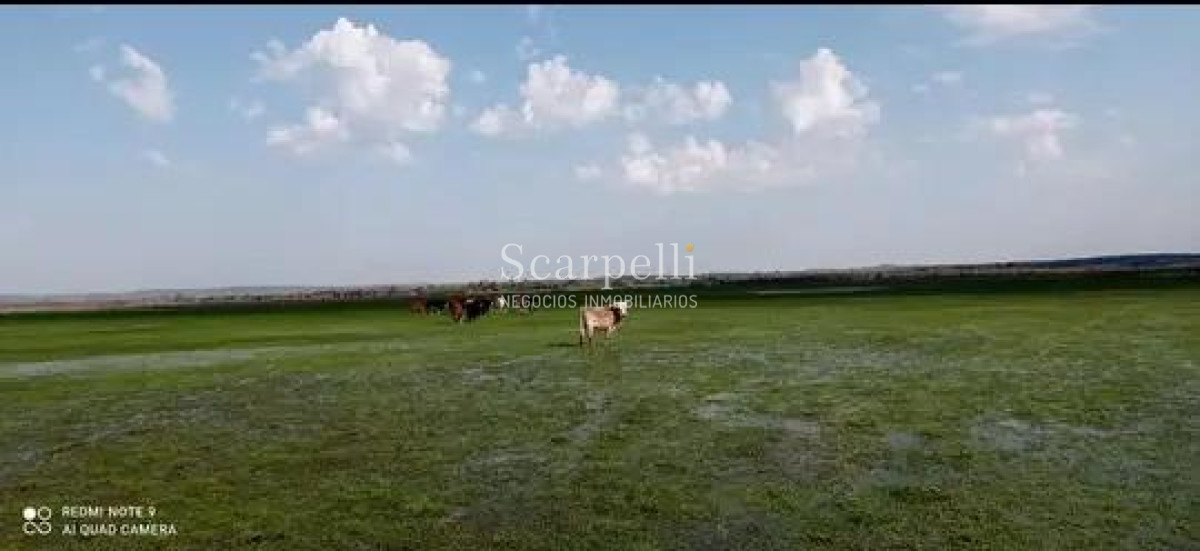 Campo Ref.50474 - VENTA CAMPO RIVERA 86 Hás Costa Rio Tacuarembó Ideal Cultivos Húmedos Arroz Soja etc.