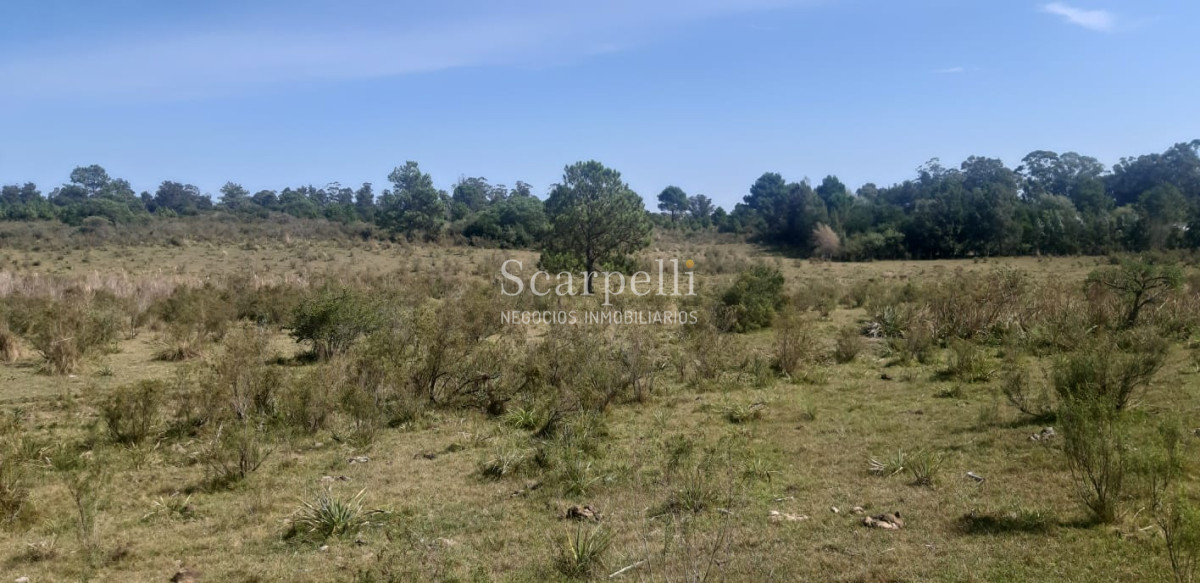 Campo Ref.16576 - Varios Lotes de 1 há aprox  muy cerca de la Laguna del Sauce y Aeropuerto Ideal Fraccionar