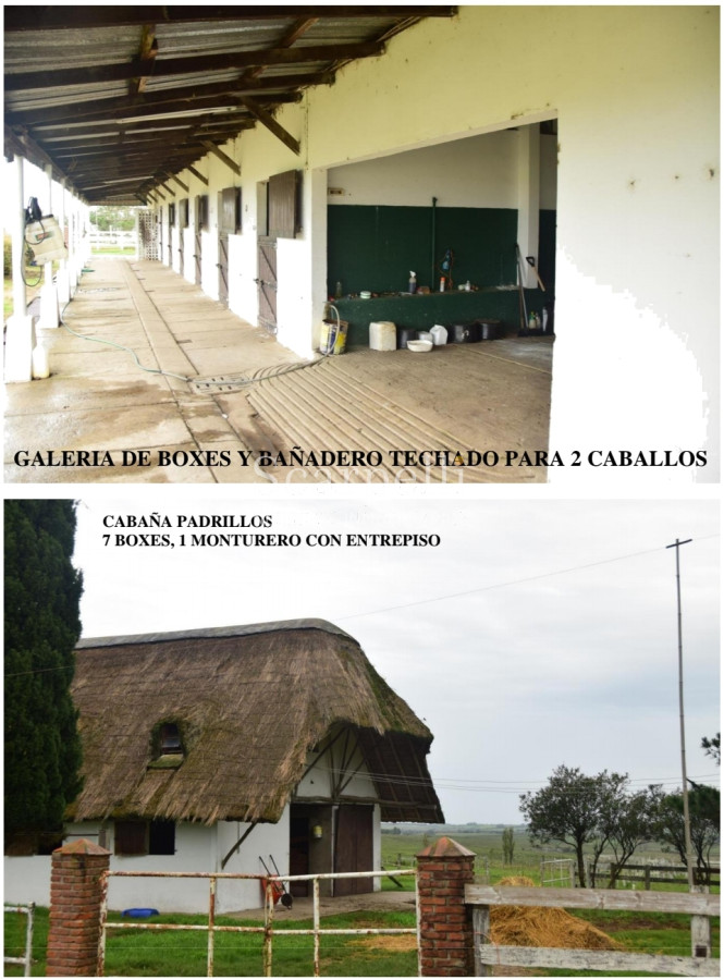 Campo Ref.24966 - Establecimiento Agrícola - Ganadero - Lechero-1432 hás  aprox.-Cardona - Colonia - Uruguay