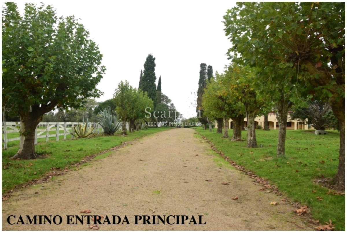 Campo Ref.24966 - Establecimiento Agrícola - Ganadero - Lechero-1432 hás  aprox.-Cardona - Colonia - Uruguay