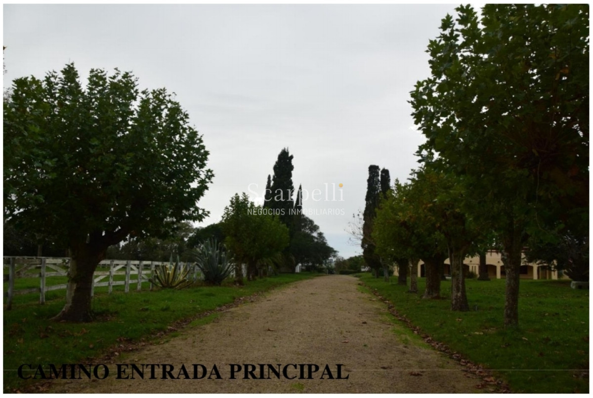 Campo Ref.24966 - Establecimiento Agrícola - Ganadero - Lechero-1432 hás  aprox.-Cardona - Colonia - Uruguay