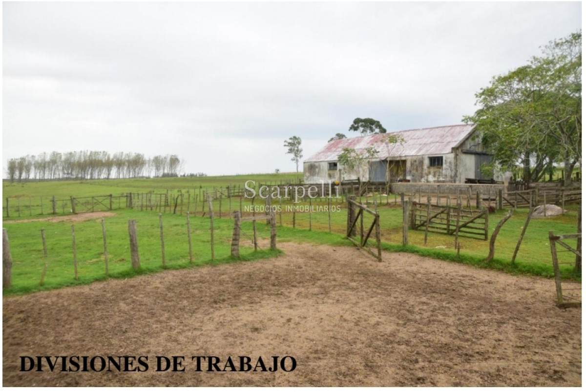 Campo Ref.24966 - Establecimiento Agrícola - Ganadero - Lechero-1432 hás  aprox.-Cardona - Colonia - Uruguay