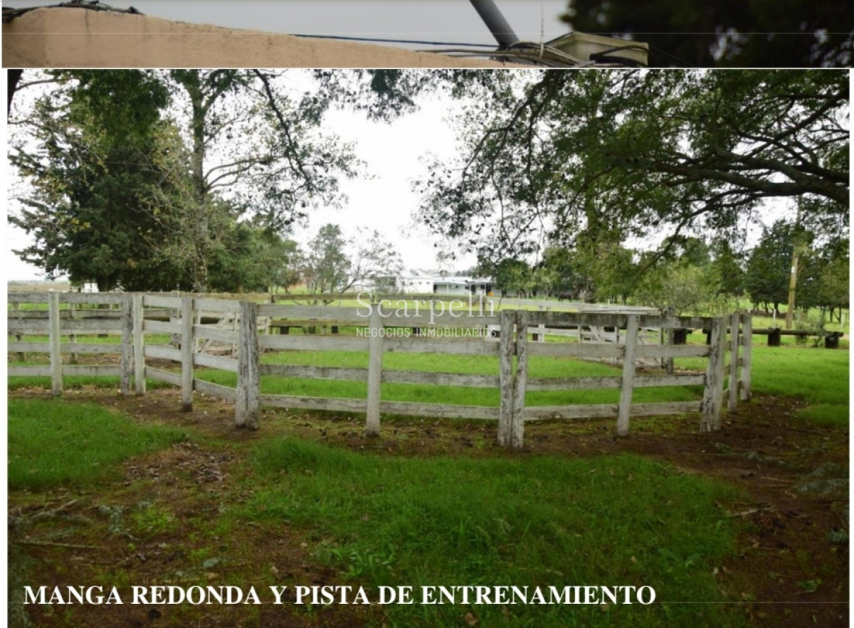 Campo Ref.24966 - Establecimiento Agrícola - Ganadero - Lechero-1432 hás  aprox.-Cardona - Colonia - Uruguay