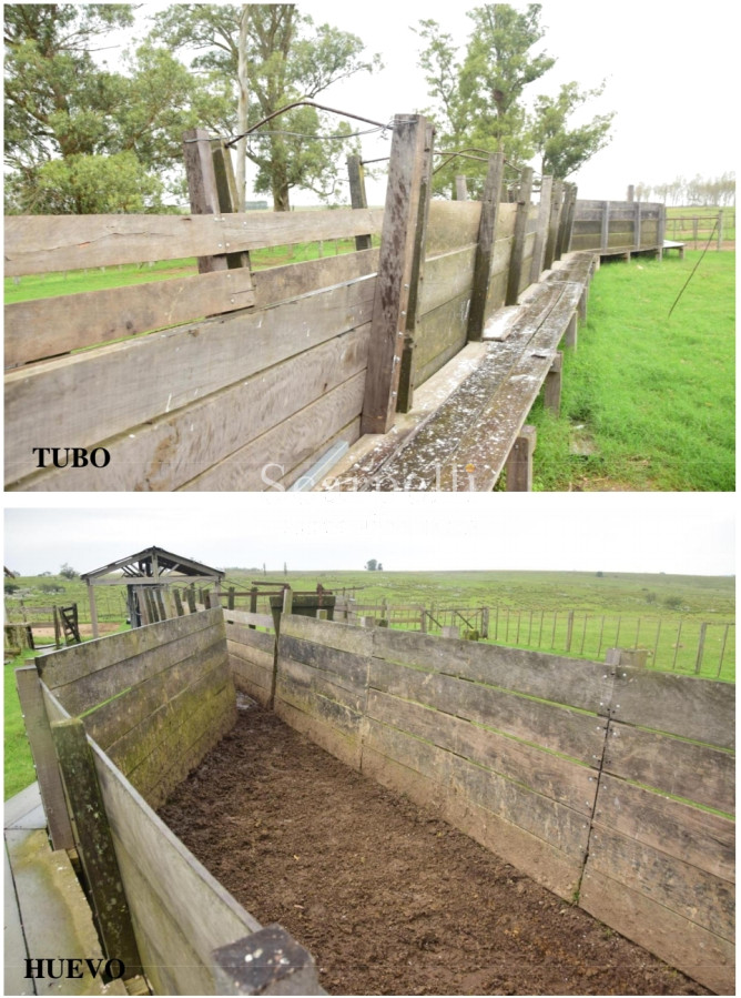 Campo Ref.24966 - Establecimiento Agrícola - Ganadero - Lechero-1432 hás  aprox.-Cardona - Colonia - Uruguay