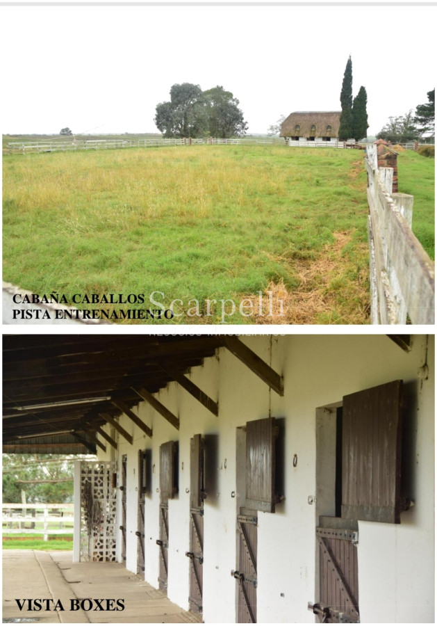 Campo Ref.24966 - Establecimiento Agrícola - Ganadero - Lechero-1432 hás  aprox.-Cardona - Colonia - Uruguay