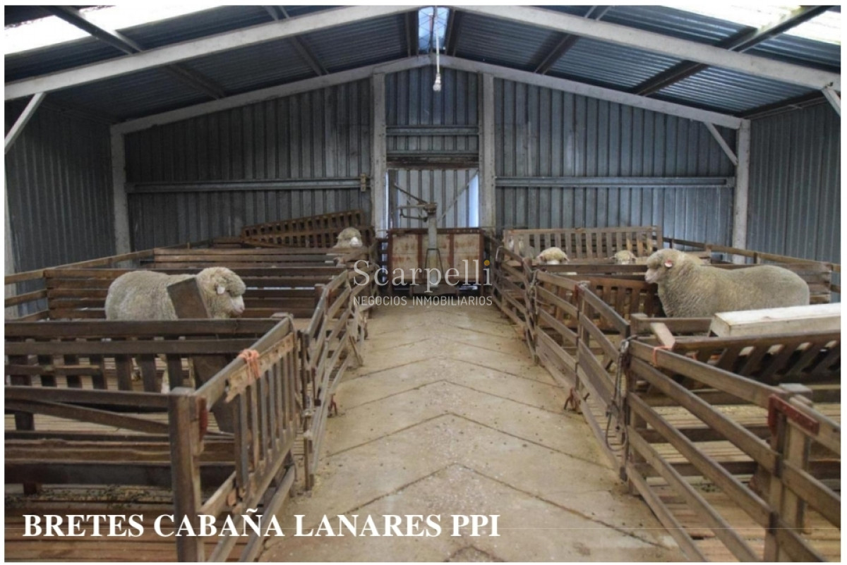 Campo Ref.24966 - Establecimiento Agrícola - Ganadero - Lechero-1432 hás  aprox.-Cardona - Colonia - Uruguay