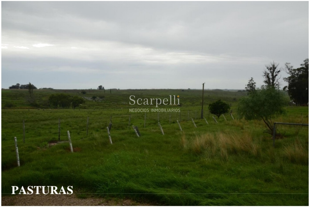 Campo Ref.24966 - Establecimiento Agrícola - Ganadero - Lechero-1432 hás  aprox.-Cardona - Colonia - Uruguay