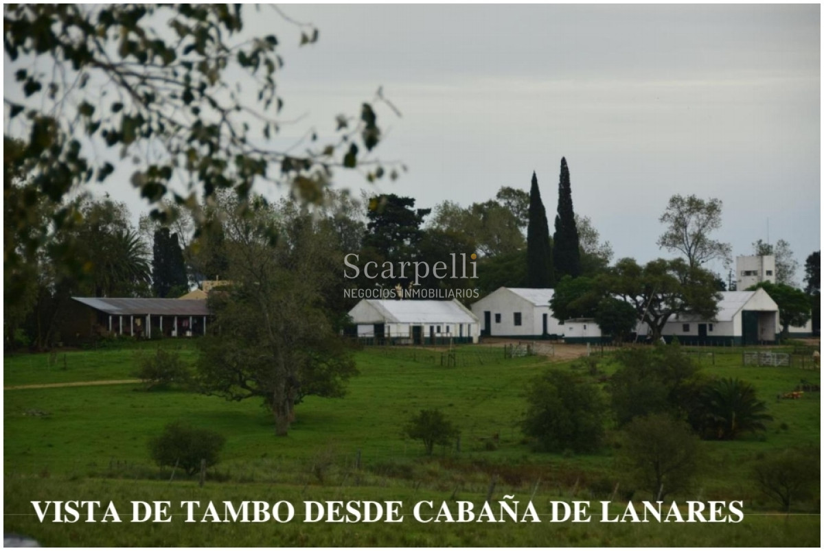 Campo Ref.24966 - Establecimiento Agrícola - Ganadero - Lechero-1432 hás  aprox.-Cardona - Colonia - Uruguay