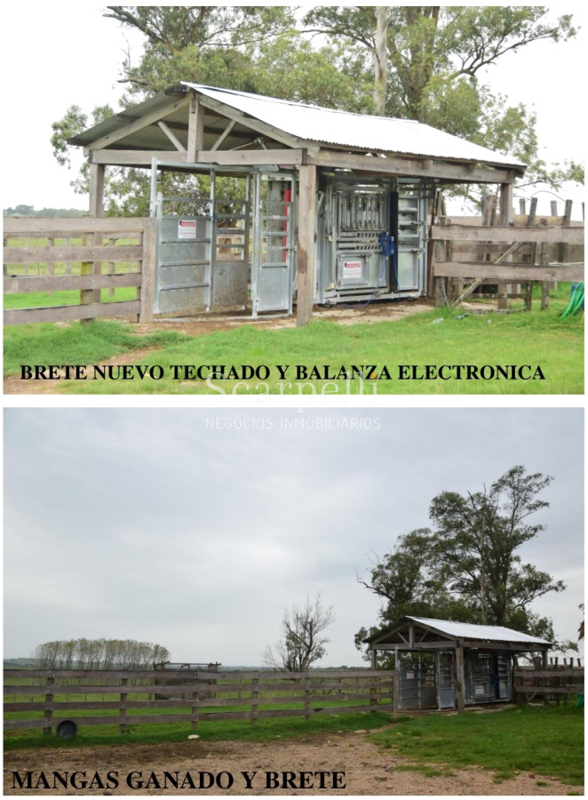 Campo Ref.24966 - Establecimiento Agrícola - Ganadero - Lechero-1432 hás  aprox.-Cardona - Colonia - Uruguay